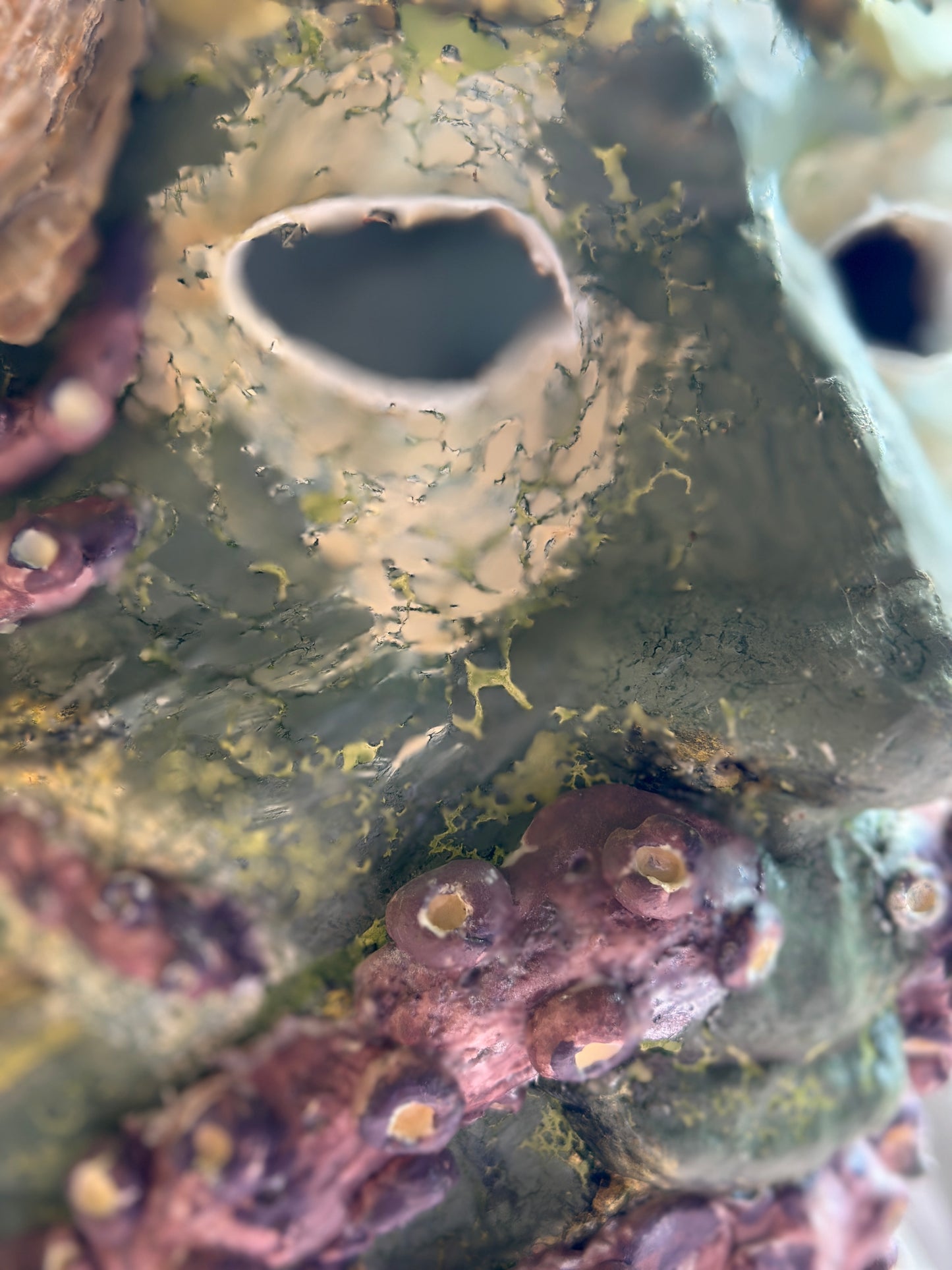 Black Sea King – Venetian Mask with a Georgian Soul